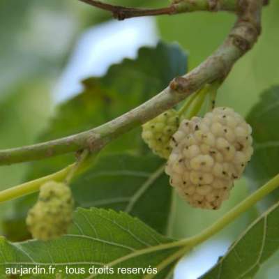 Fruits du murier blanc