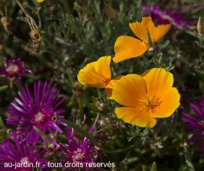 Fleurs de jardin