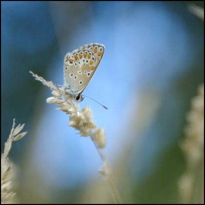 Petit azuré de l'esparcette guettant le soleil