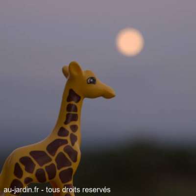 girafe au clair de lune