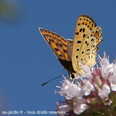 Papillon