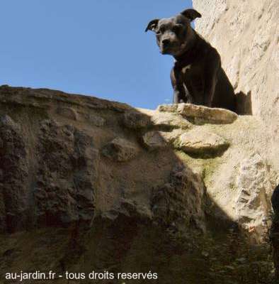 Chien qui gargouille