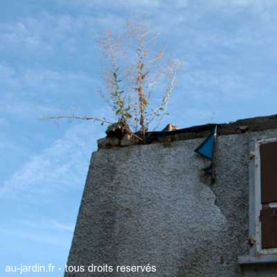 toiture végétalisée