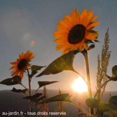 Tournesols boudant le soleil