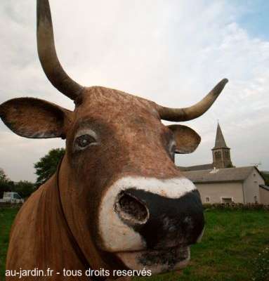 Jonquille, la vache de Condom sur Aubrac