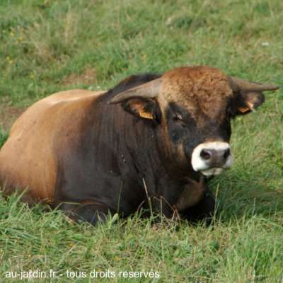 Taureau d'Aubrac à Vitrac