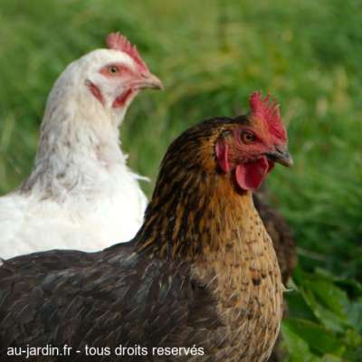 Poules au vert sur le plateau de l'Aubrac