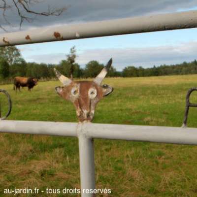 Attention, vache méchante...