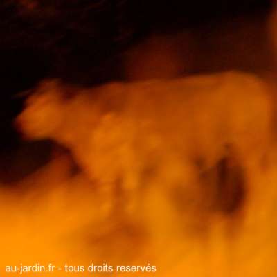 Vache somnambule