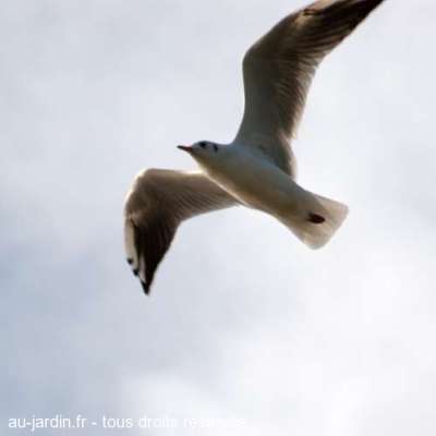 Vieilles mouettes en cure