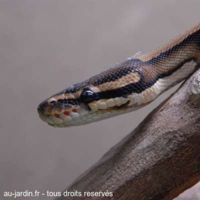 Python de bar