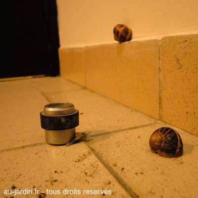 Escargot suicidaire