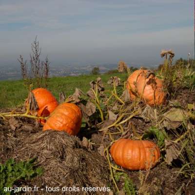 Citrouilles de l'avant pays savoyard