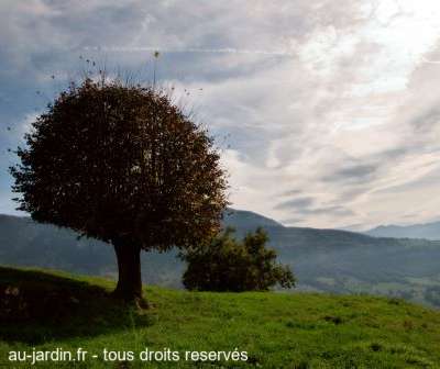 Arbre à Saint Franc