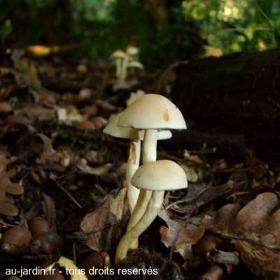 Champignons blancs