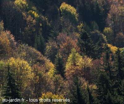 L'automne au pied des Bauges