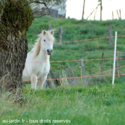 Cheval blanc