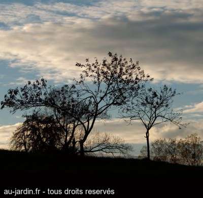 Arbres dans l'ombre