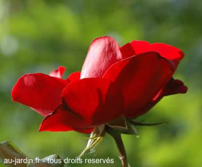Rose rouge