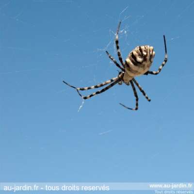 Araignée de Camargue