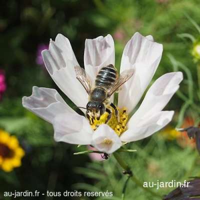 Abeille fleur