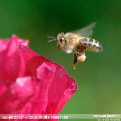 Abeille chargée en approche d'un pavot