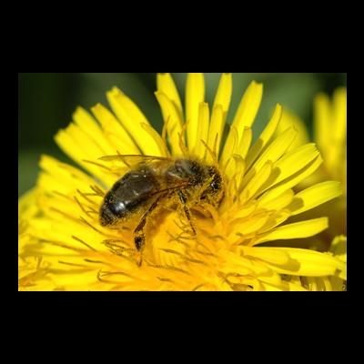 Abeille pollenique