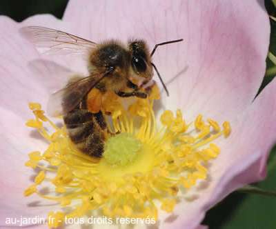 Abeille