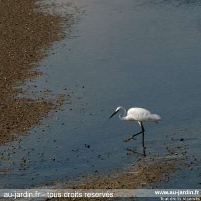 Aigrette garzette