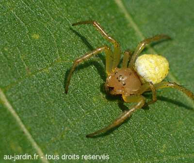 Araignée jaune sur feuille de noyer du périgord
