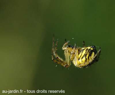 Araignée jaune