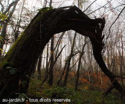 Arbre en arc