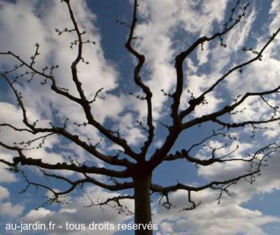 La racine des nuages