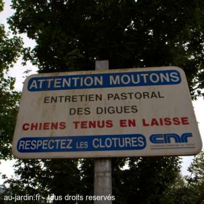 Mouton méchant