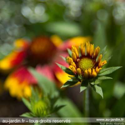 Fleur publique