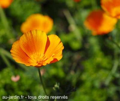 Belle de jour dans un jardin d'Auvergne