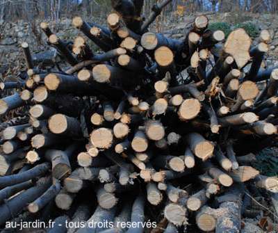 Tas de beaux bois