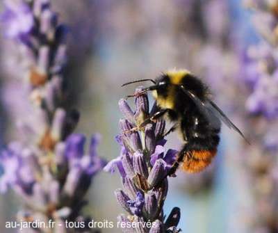 Bourdon sur lavande
