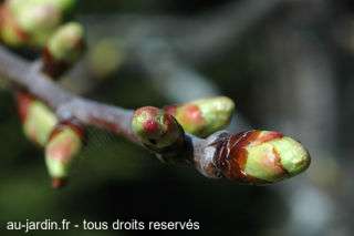 Les bourgeons du cerisier