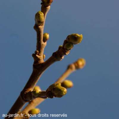 Bourgeons