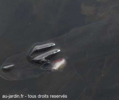 Brochet
