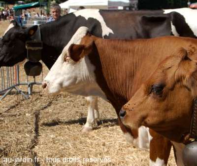 Brochette de vaches
