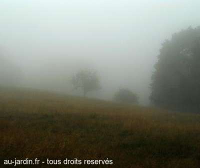 brume sur le jardin