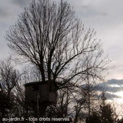 Cabane à arbre
