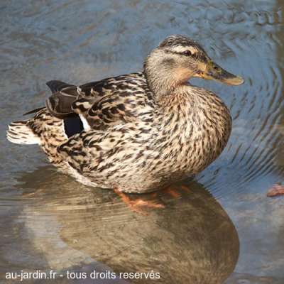 couple de canards colvert