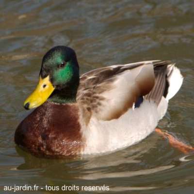 Canard colvert dans le Parc Jouvet à Valence
