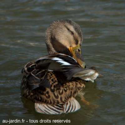 Cane colvert