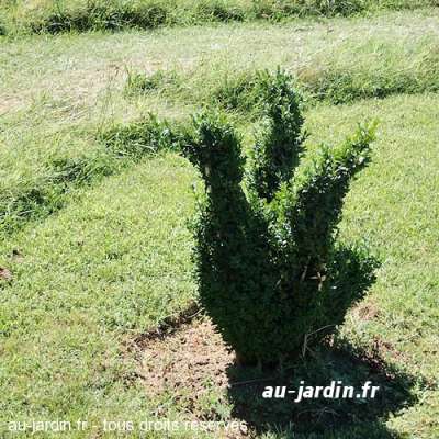 Canard du Jardin d'Eyrignac