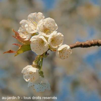 Fleur de cerisier