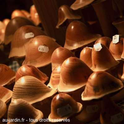 Champignons des bois à Chambéry